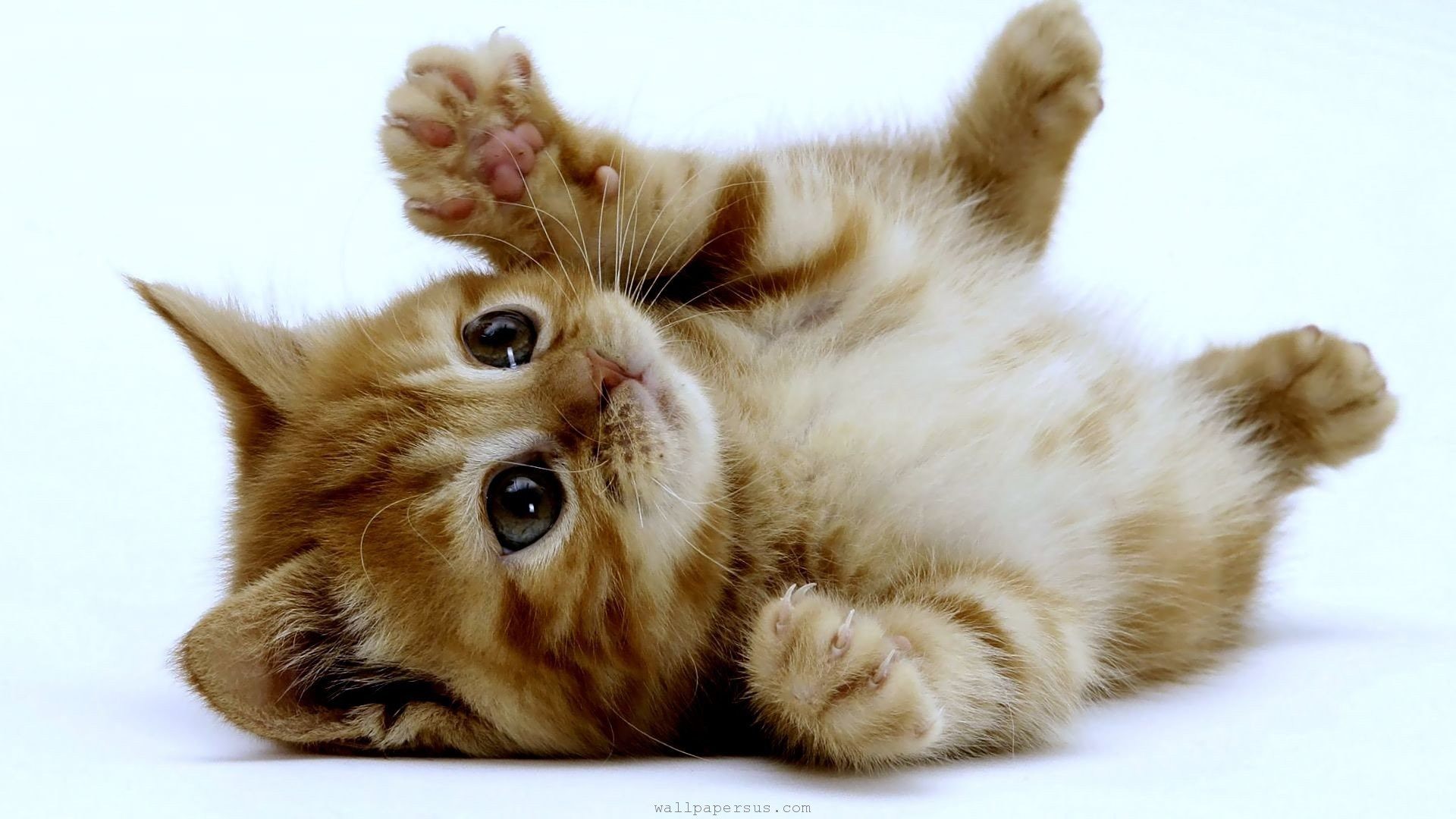 cats-animals-kittens-background-us.jpg