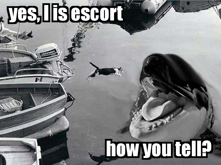 lolcat1a64b363fb0b0b250f1b319bdcac03c503934223.jpg